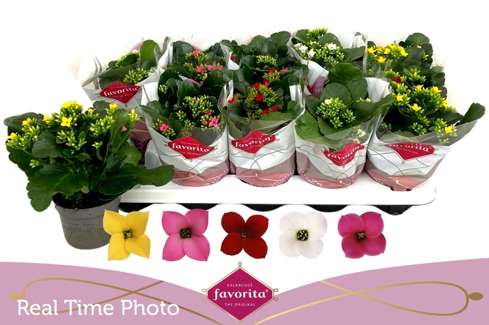 <h4>KAL EN GEM 5 KL</h4>