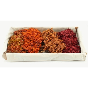 Schinus M Pt Autumn Mix Bunch