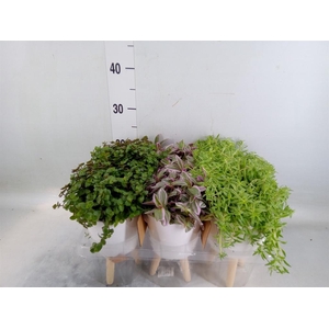 Arr.   Kamerplant Groen L%