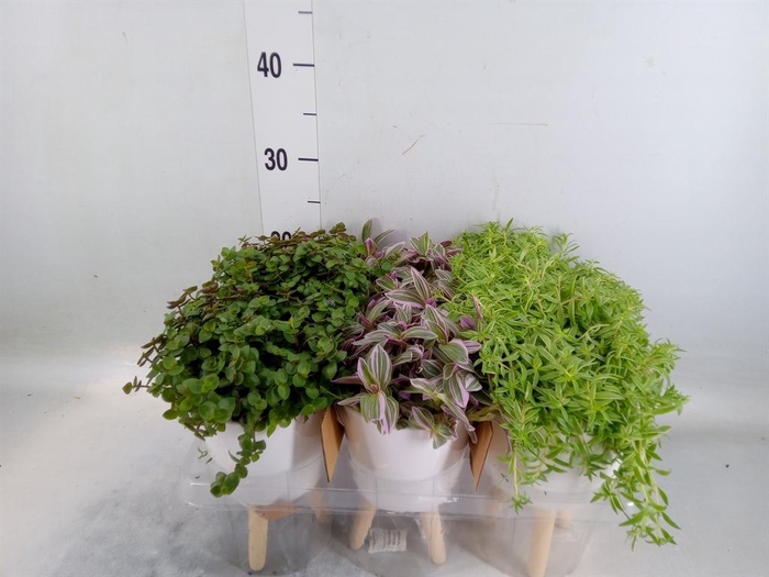 Arr.   Kamerplant Groen L%