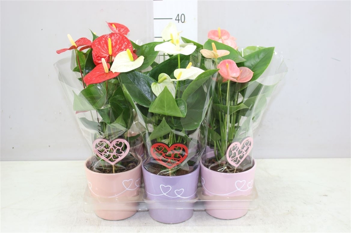 <h4>Anth An Gemengd In Romy Keramiek</h4>