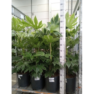 Fatsia japonica 'Variegata'