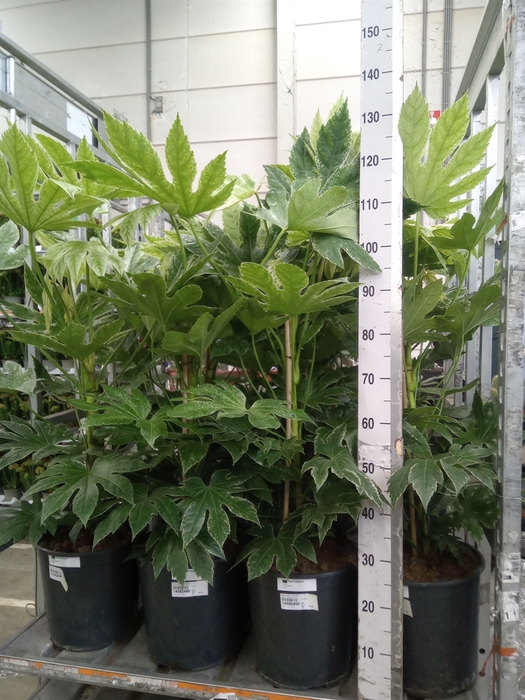 <h4>Fatsia japonica 'Variegata'</h4>