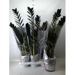 Zamioculcas zamiifolia 'Super Nova'