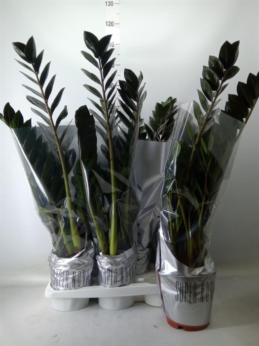 <h4>Zamioculcas zamiifolia 'Super Nova'</h4>