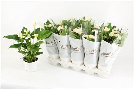 <h4>Anthu An White Champ 5-6+</h4>