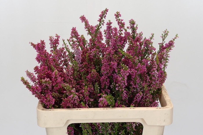 <h4>Cape Green Erica Bella</h4>