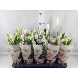 Spathiphyllum  'Alana'