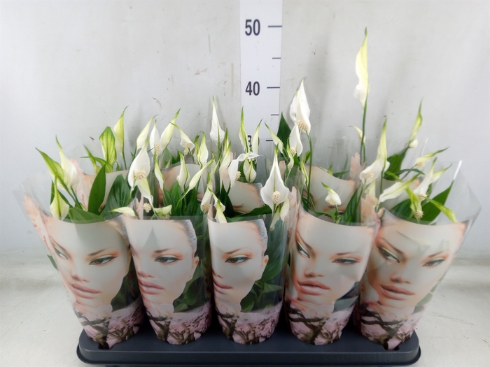 <h4>Spathiphyllum  'Alana'</h4>