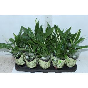 SPATHIPHYLLUM COM FLOR P11