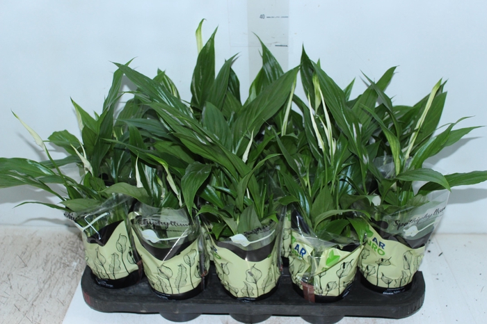 <h4>SPATHIPHYLLUM COM FLOR P11</h4>