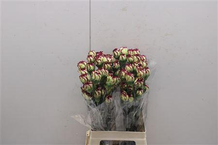 <h4>Di St Extravaganza</h4>