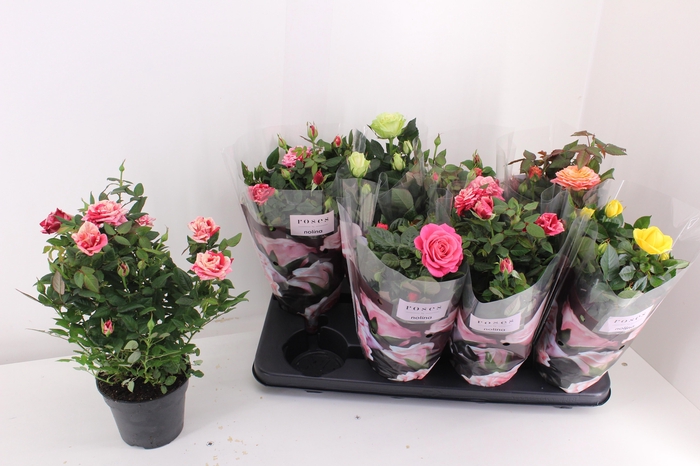 <h4>RO PATHIT GEM 5 SRT</h4>