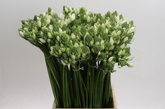 <h4>Ornithogalum Pilar</h4>