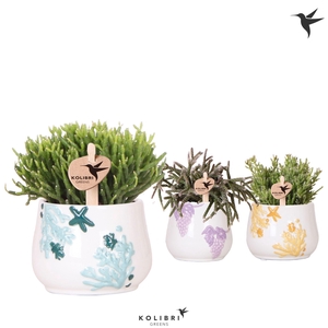 Kolibri Greens Rhipsalis mix in Coral pot mix
