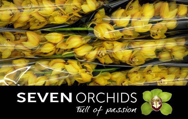 <h4>CYMB T YELLOW KING</h4>