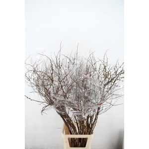 CHAENOMELES SUPERBA 150CM