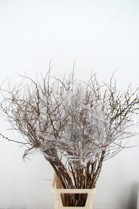 <h4>CHAENOMELES SUPERBA 150CM</h4>