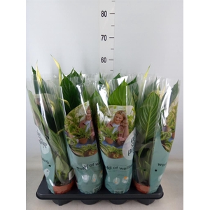 Spathiphyllum  'Pico Cupido'