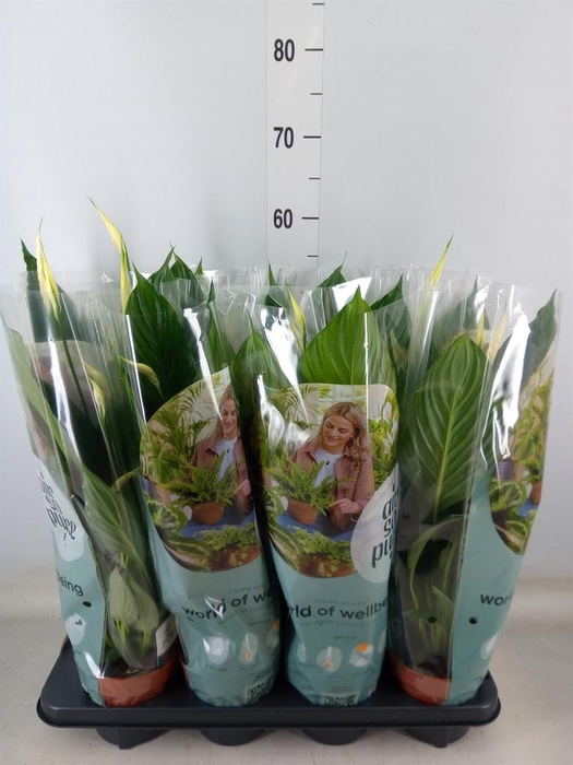 <h4>Spathiphyllum  'Pico Cupido'</h4>