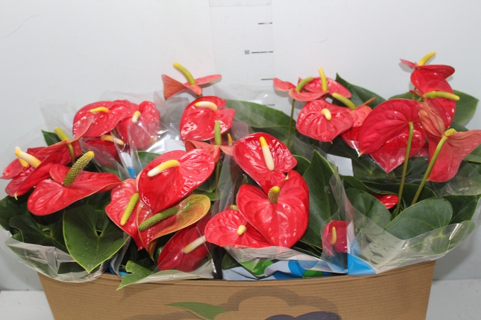 <h4>ANTHURIUM ROYAL CHAMPION P15</h4>