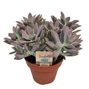 Graptopetalum Paraguayense - 1154