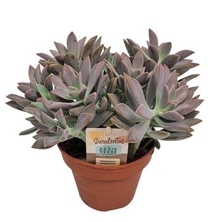 <h4>Graptopetalum Paraguayense - 1154</h4>