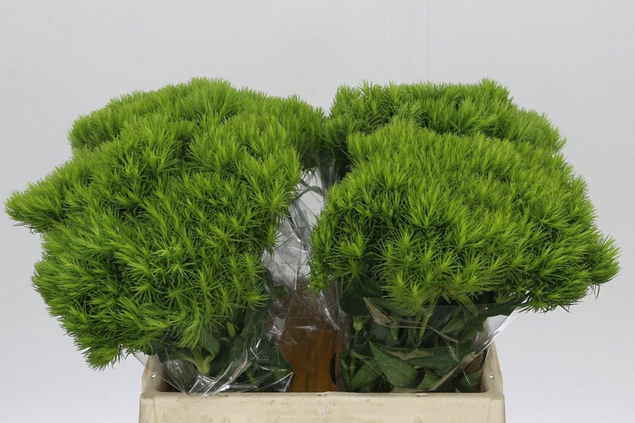 Dianthus Br Kiwi Mellow