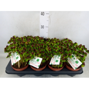 Oxalis deppei
