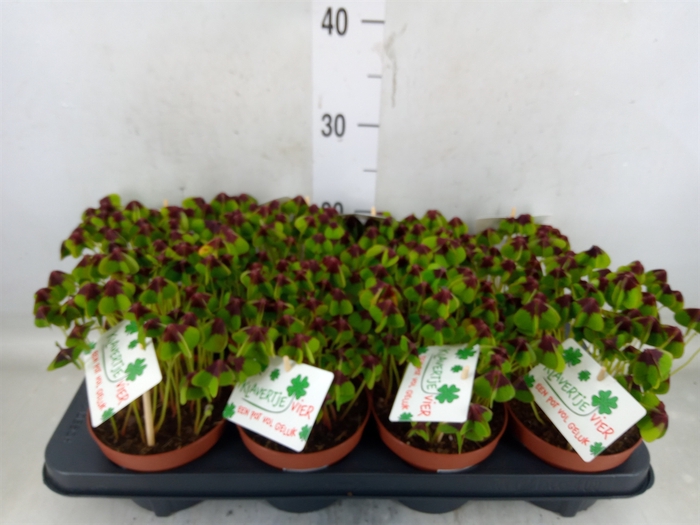 <h4>Oxalis deppei</h4>