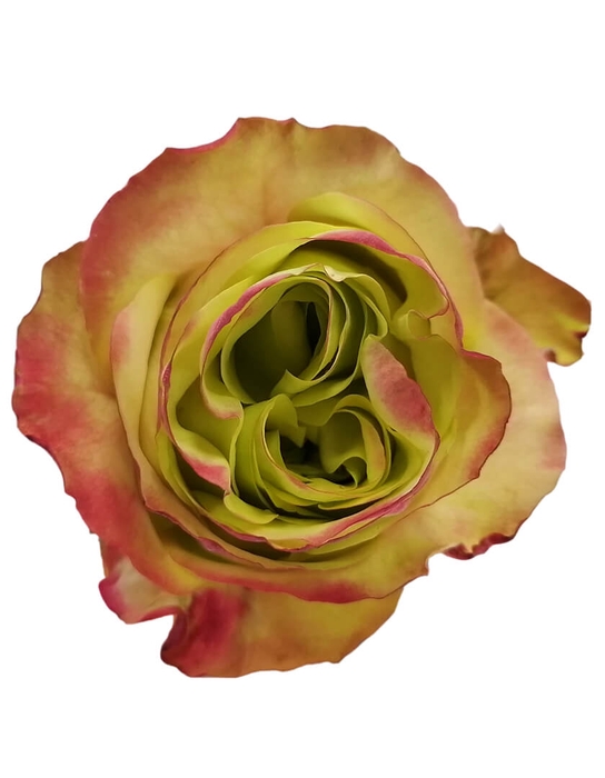 <h4>R Gr Journey Bicolor 50cm EC</h4>