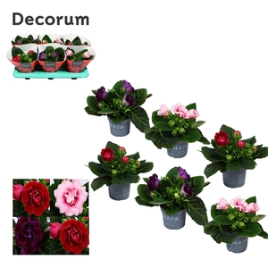 Gloxinia Mix