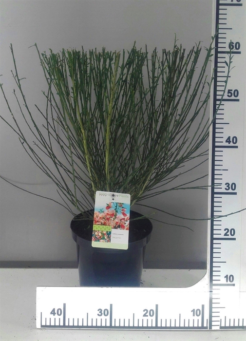 <h4>Cytisus Palette</h4>