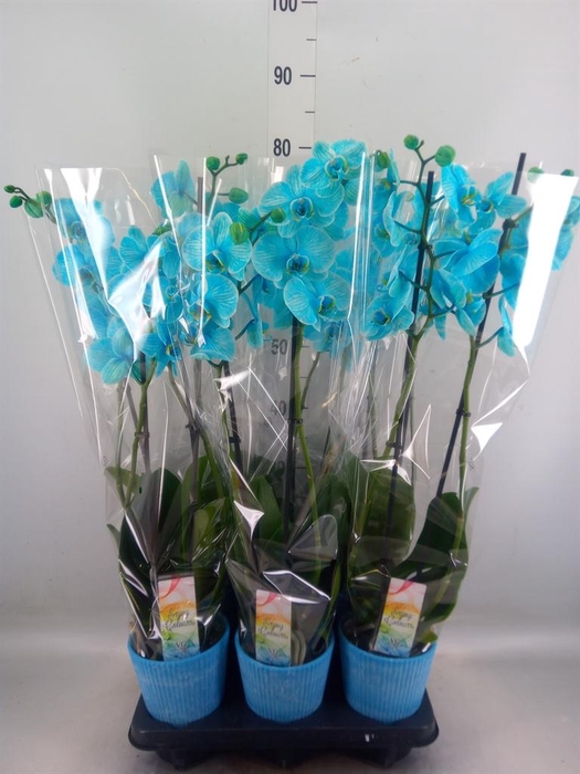 <h4>Phalaenopsis   ...</h4>