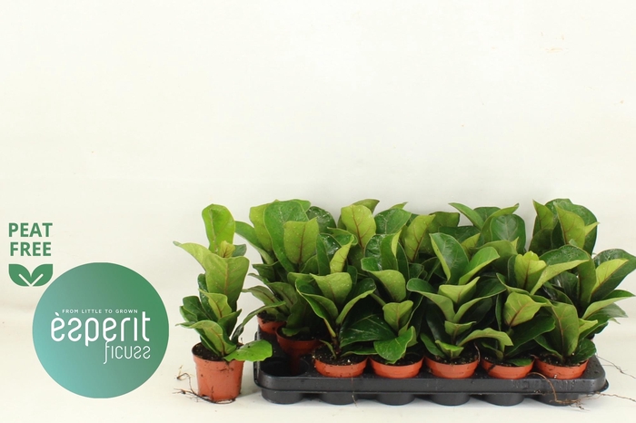 <h4>FICUS LYRATA BAMBINO</h4>