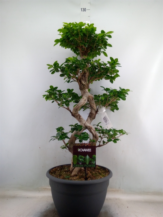 <h4>Ficus microcarpa 'Ginseng'</h4>