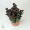 Leucothoe axi. 'Curly Red' C2