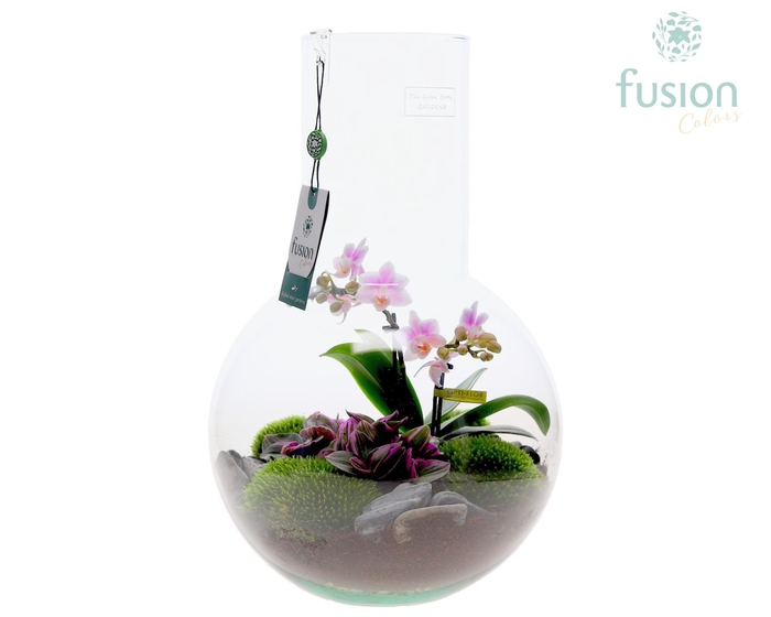 <h4>Green Bottle Suzanne Large met Phalaenopsis arrangement</h4>