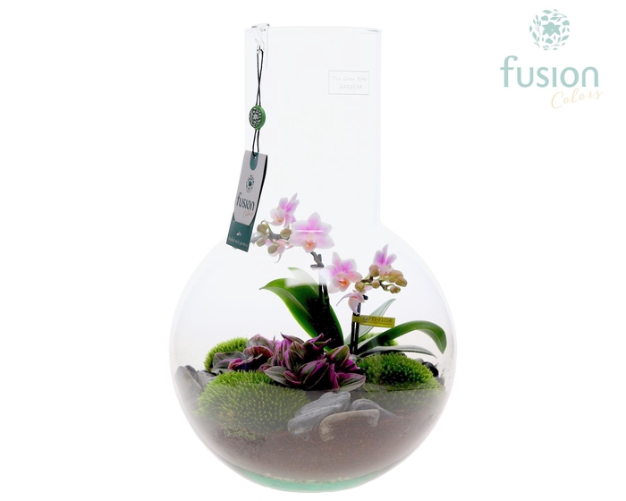 <h4>Green Bottle Suzanne Large met Phalaenopsis arrangement</h4>