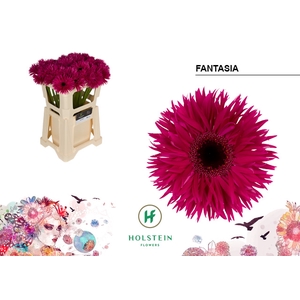 Gerbera Spider Fantasia Water