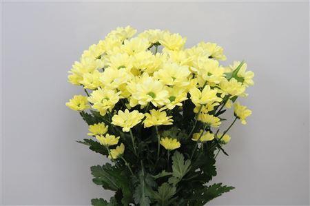 <h4>Chr T Chic Cream</h4>