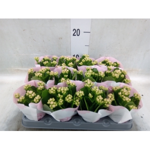 Kalanchoe  'RoseFlow Harlow'