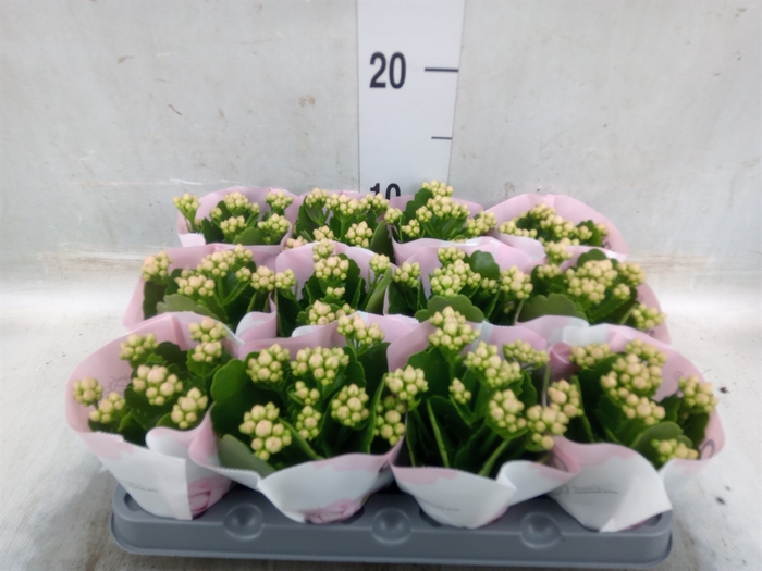 <h4>Kalanchoe  'RoseFlow Harlow'</h4>