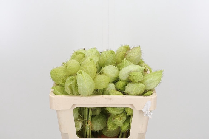 <h4>Asclepia Moby Dick</h4>