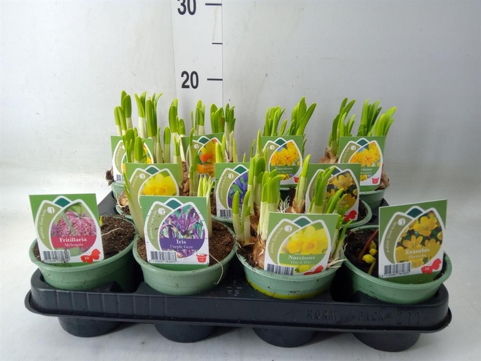 <h4>Bolbloemen   ...mix</h4>