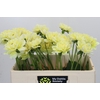 Dahlia Hilda Special