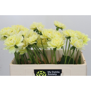 Dahlia Hilda Special