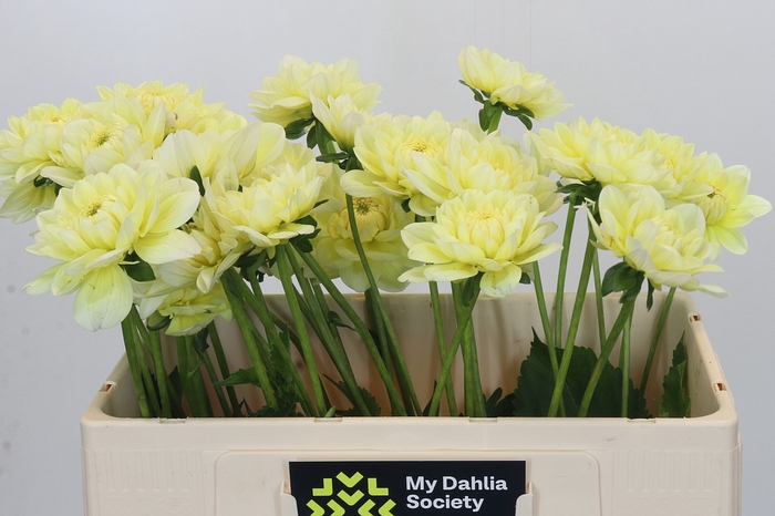 Dahlia Hilda Special