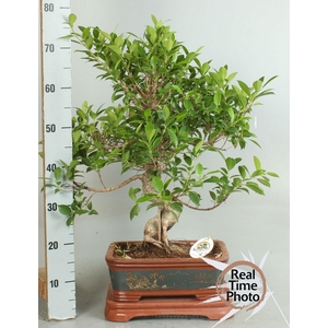 BONSAI GEM