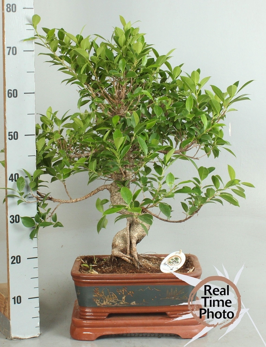 <h4>BONSAI GEM</h4>